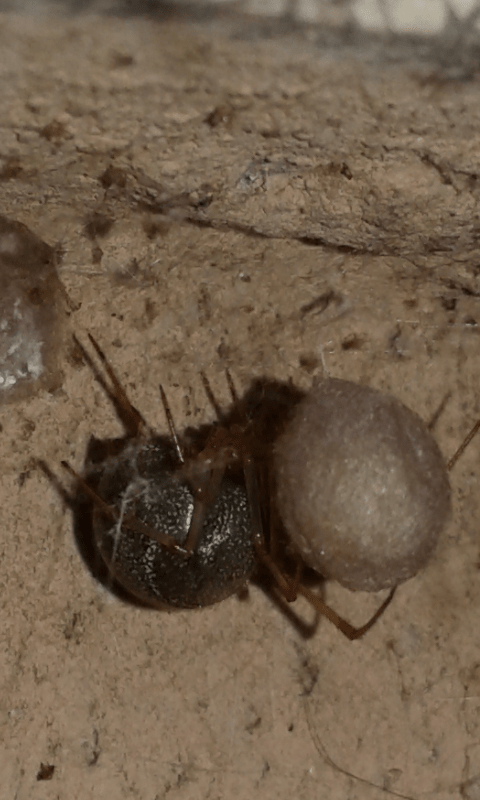 Steatoda sp. (Theridiidae)? No, Parasteatoda cfr. tepidariorum -  prov. PD